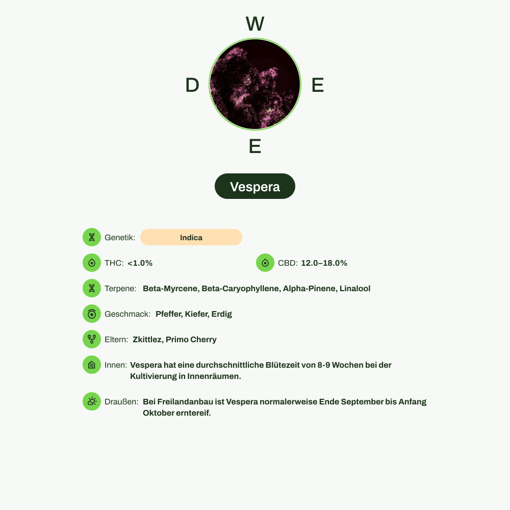 Infografik über THC-Gehalt, CBD-Gehalt, Terpene, Wirkungen, Geschmack von Vespera