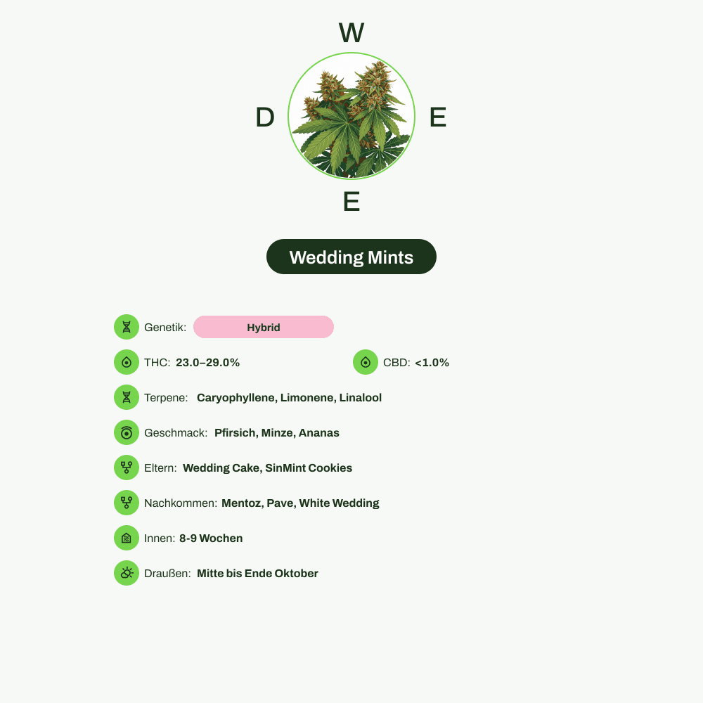 Infografik über THC-Gehalt, CBD-Gehalt, Terpene, Wirkungen, Geschmack von Wedding Mints