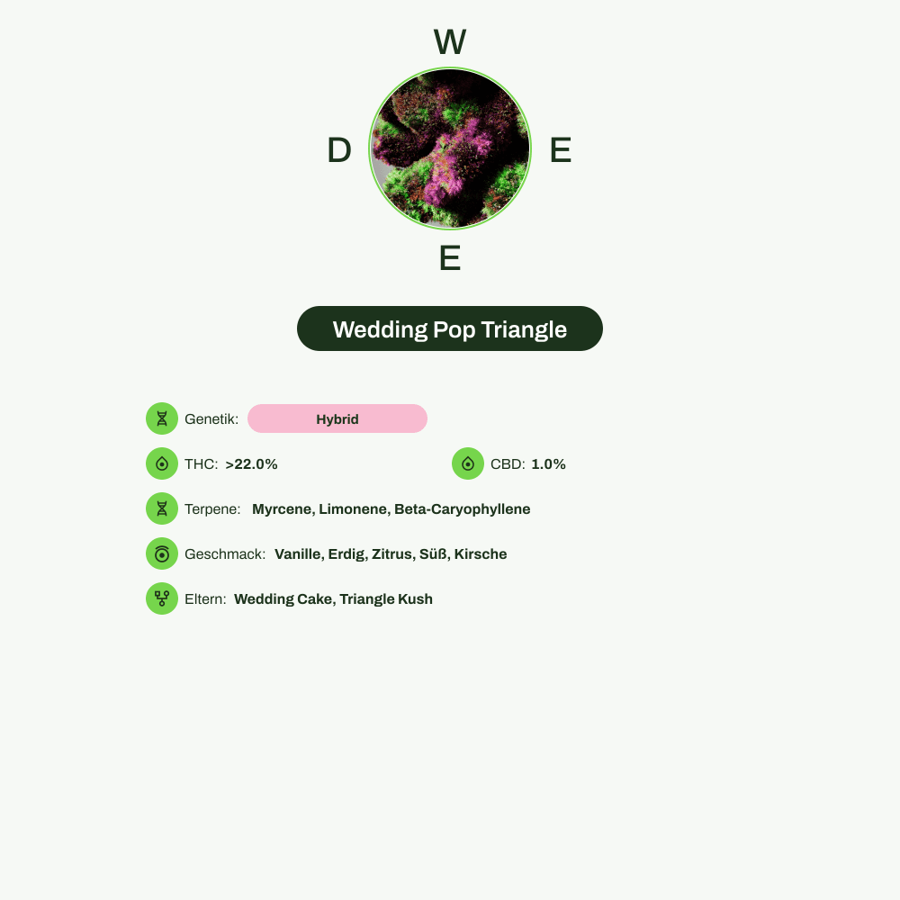 Infografik über THC-Gehalt, CBD-Gehalt, Terpene, Wirkungen, Geschmack von Wedding Pop Triangle
