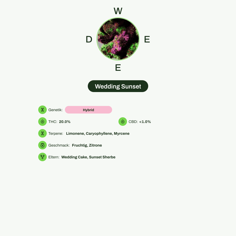 Infografik über THC-Gehalt, CBD-Gehalt, Terpene, Geschmack von Wedding Sunset