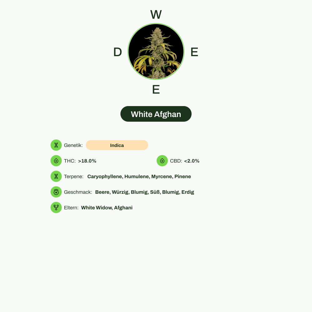 Infografik über THC-Gehalt, CBD-Gehalt, Terpene, Wirkungen, Geschmack von White Afghan