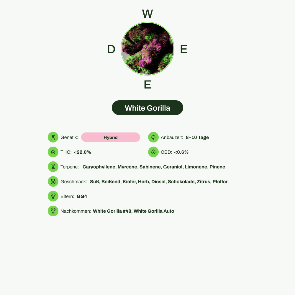 Infografik über THC-Gehalt, CBD-Gehalt, Terpene, Wirkungen, Geschmack von White Gorilla
