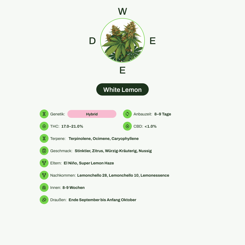 Infografik über THC-Gehalt, CBD-Gehalt, Terpene, Wirkungen, Geschmack von White Lemon