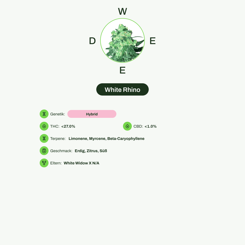 Infografik über THC-Gehalt, CBD-Gehalt, Terpene, Wirkungen, Geschmack von White Rhino