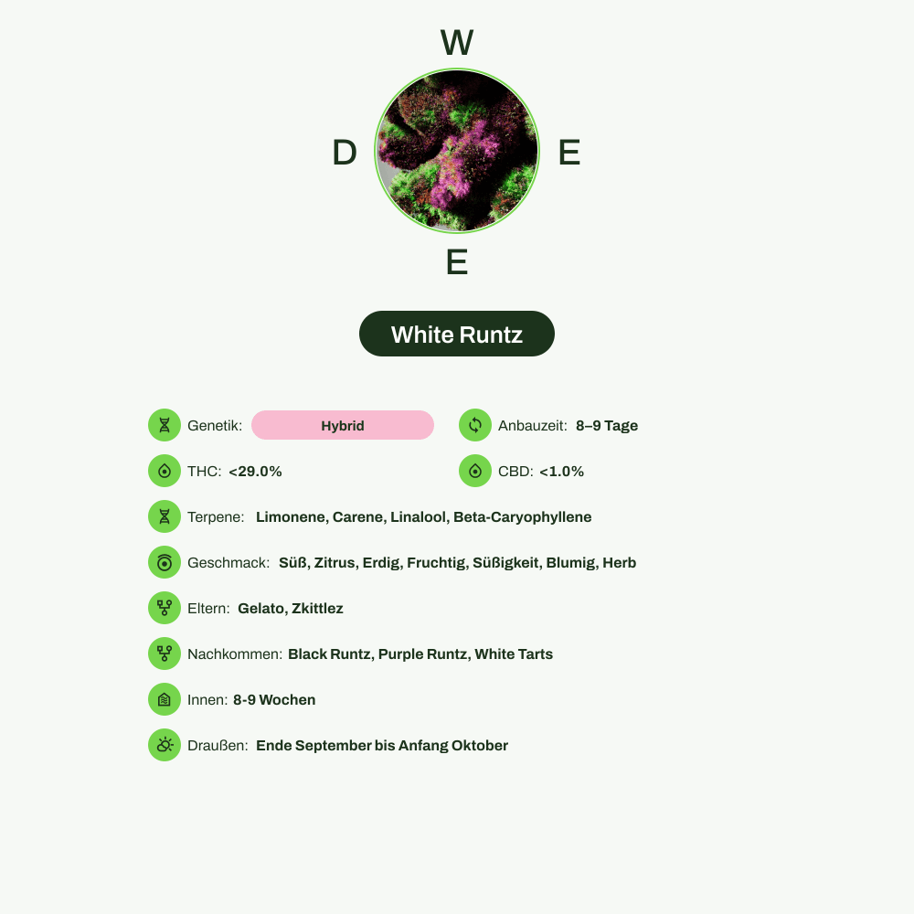 Infografik über THC-Gehalt, CBD-Gehalt, Terpene, Wirkungen, Geschmack von White Runtz