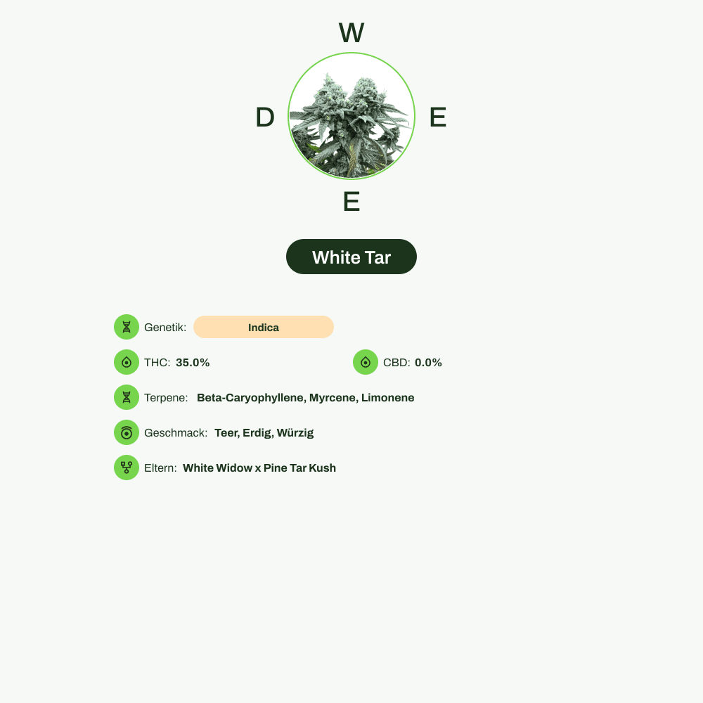 Infografik über THC-Gehalt, CBD-Gehalt, Terpene, Wirkungen, Geschmack von White Tar