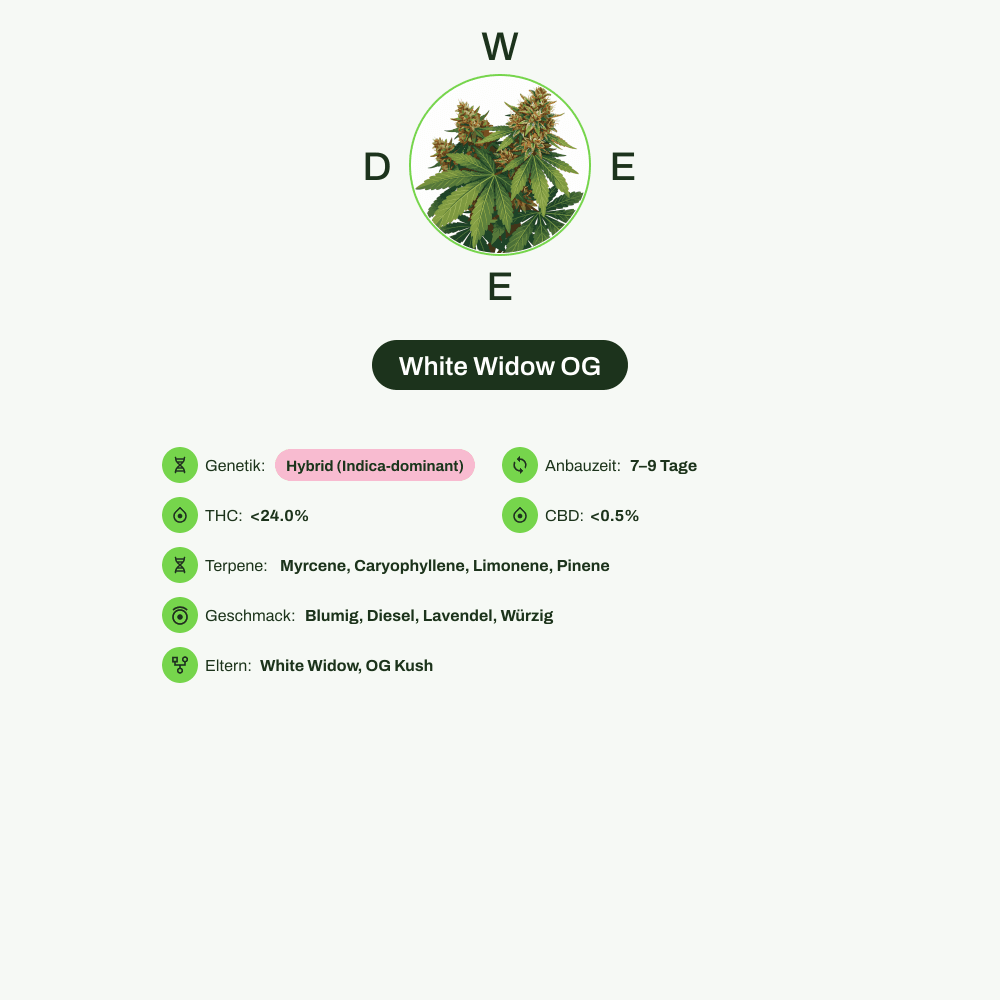 Infografik über THC-Gehalt, CBD-Gehalt, Terpene, Wirkungen, Geschmack von White Widow OG