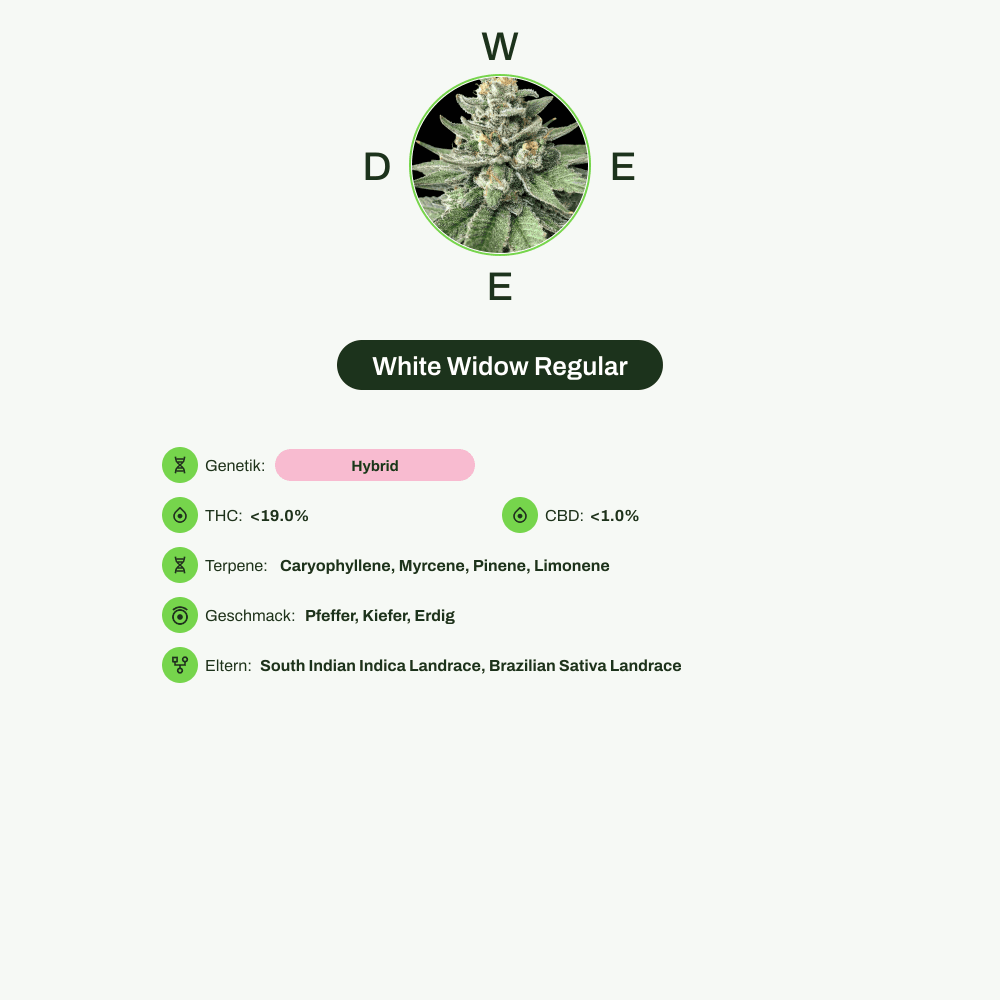 Infografik über THC-Gehalt, CBD-Gehalt, Terpene, Wirkungen, Geschmack von White Widow Regular
