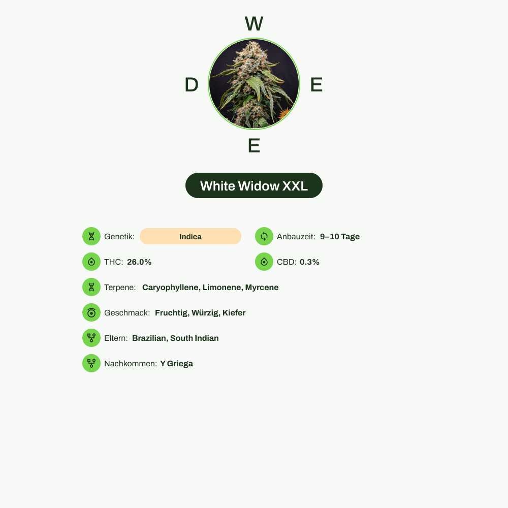 Infografik über THC-Gehalt, CBD-Gehalt, Terpene, Wirkungen, Geschmack von White Widow XXL