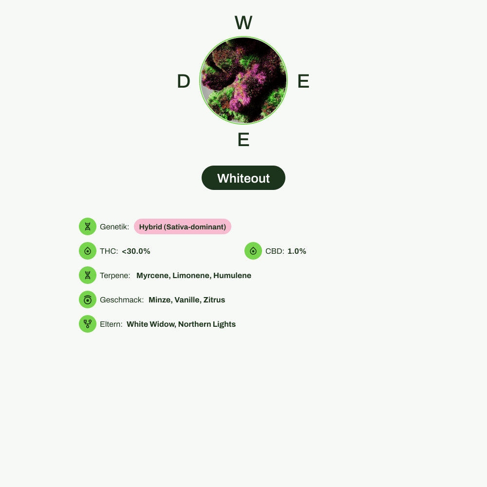Infografik über THC-Gehalt, CBD-Gehalt, Terpene, Wirkungen, Geschmack von Whiteout