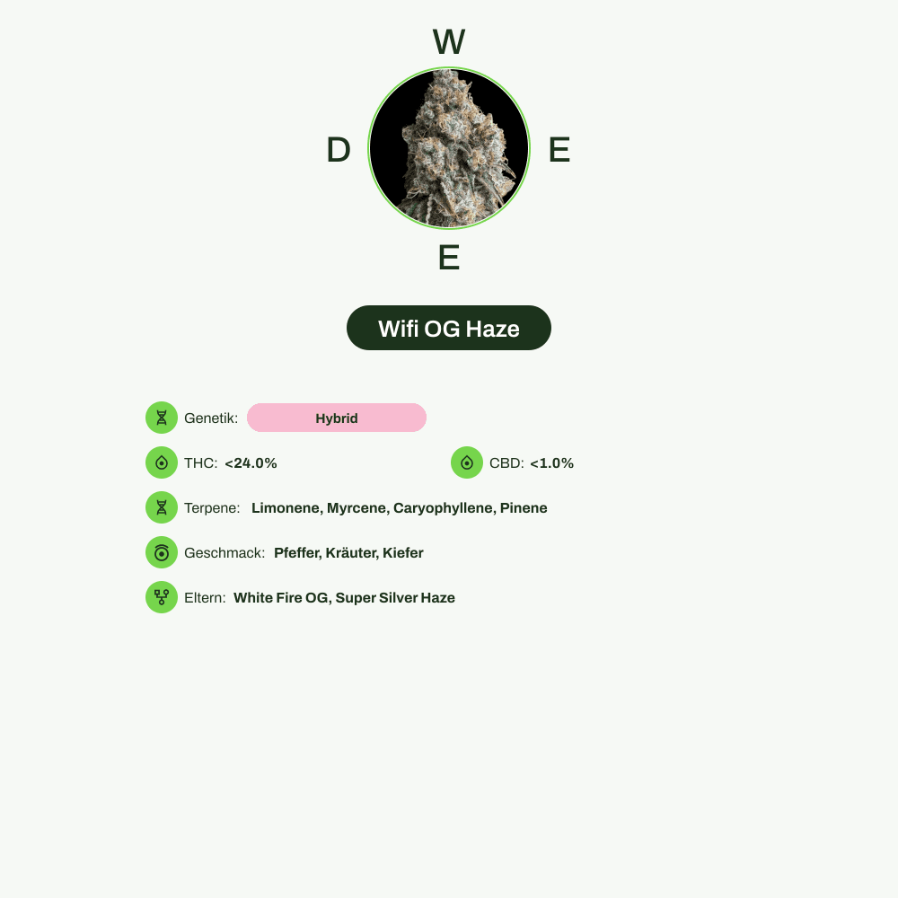 Infografik über THC-Gehalt, CBD-Gehalt, Terpene, Wirkungen, Geschmack von Wifi OG Haze