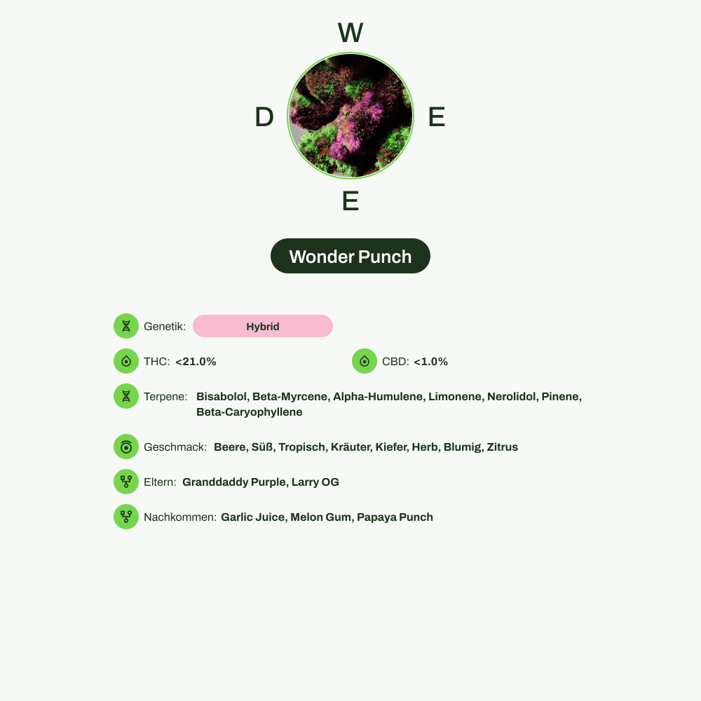 Infografik über THC-Gehalt, CBD-Gehalt, Terpene, Wirkungen, Geschmack von Wonder Punch