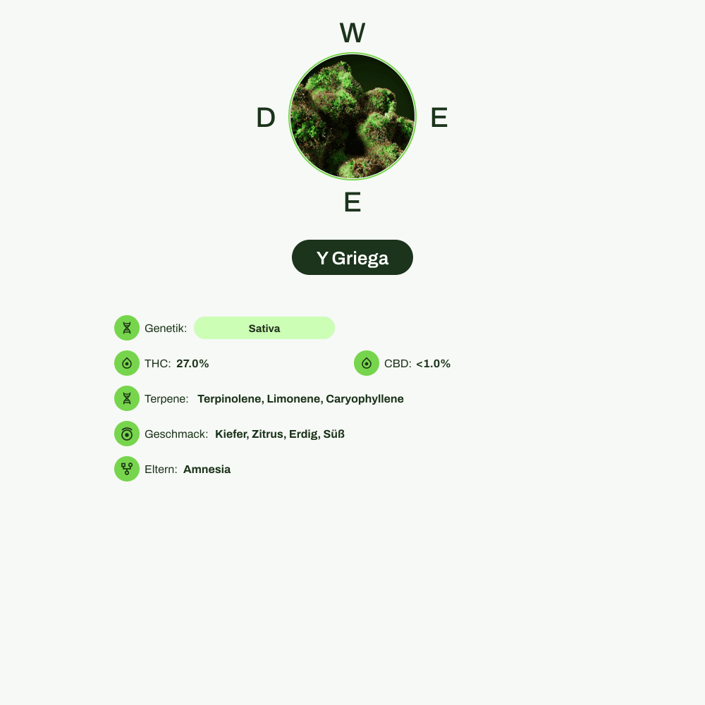 Infografik über THC-Gehalt, CBD-Gehalt, Terpene, Wirkungen, Geschmack von Y Griega