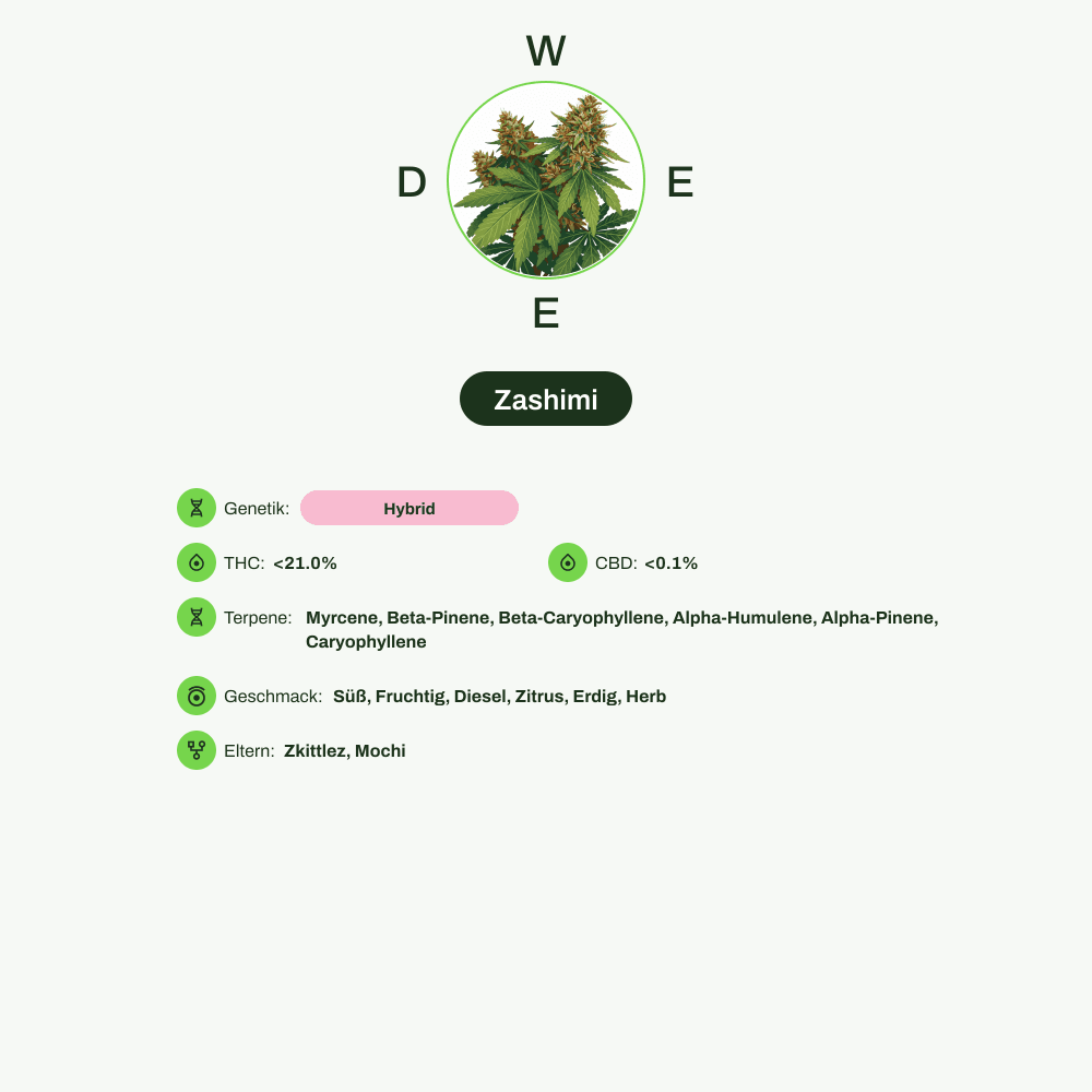Infografik über THC-Gehalt, CBD-Gehalt, Terpene, Wirkungen, Geschmack von Zashimi