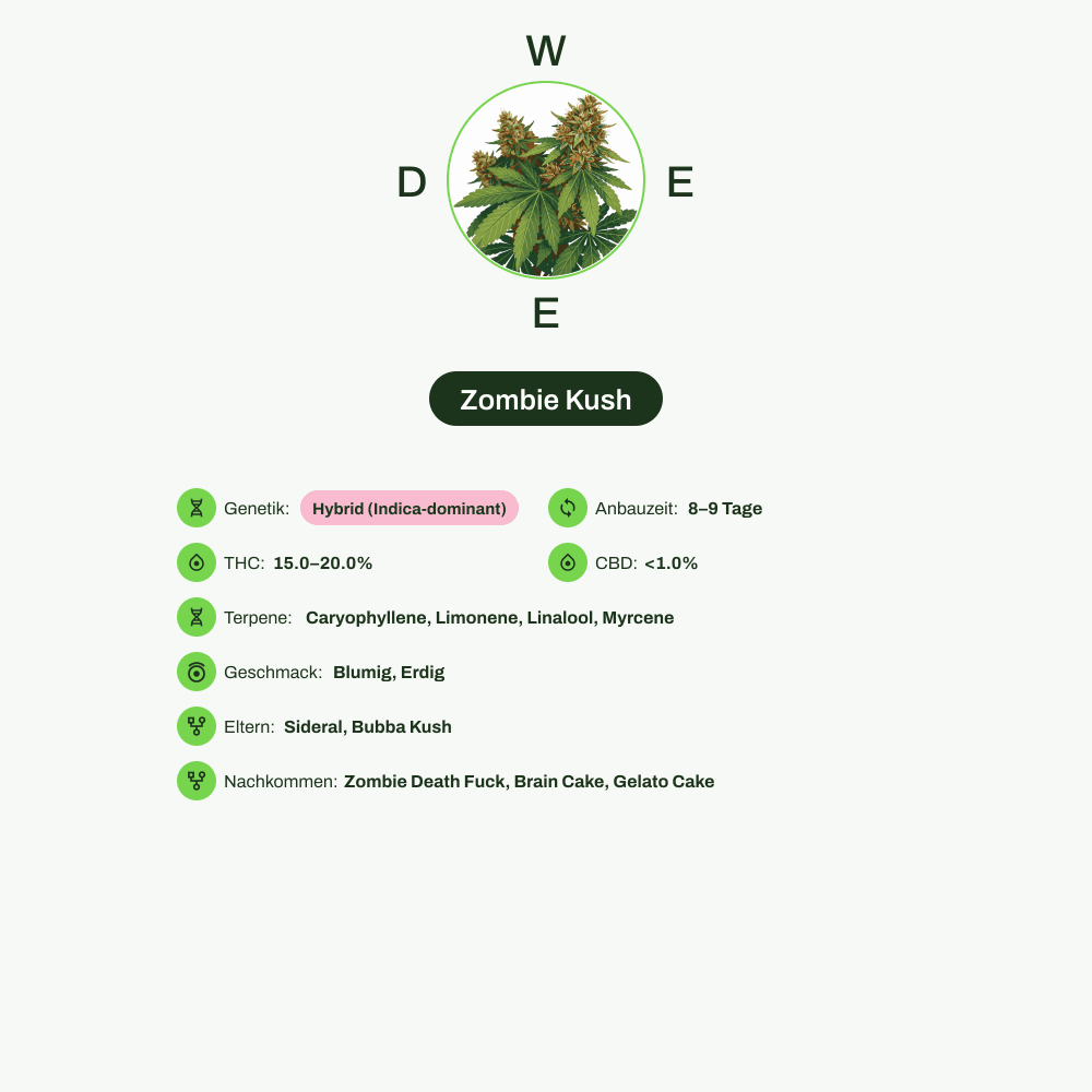Infografik über THC-Gehalt, CBD-Gehalt, Terpene, Wirkungen, Geschmack von Zombie Kush