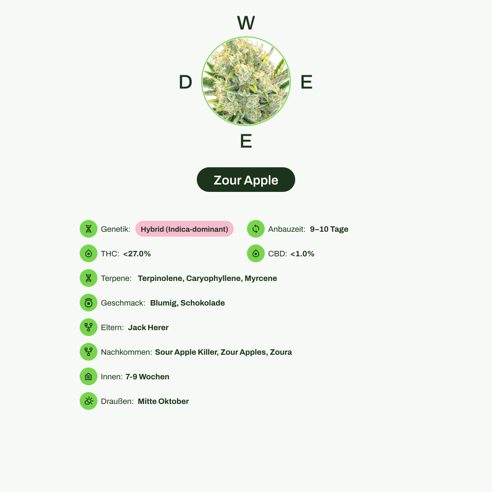 Infografik über THC-Gehalt, CBD-Gehalt, Terpene, Wirkungen, Geschmack von Zour Apple