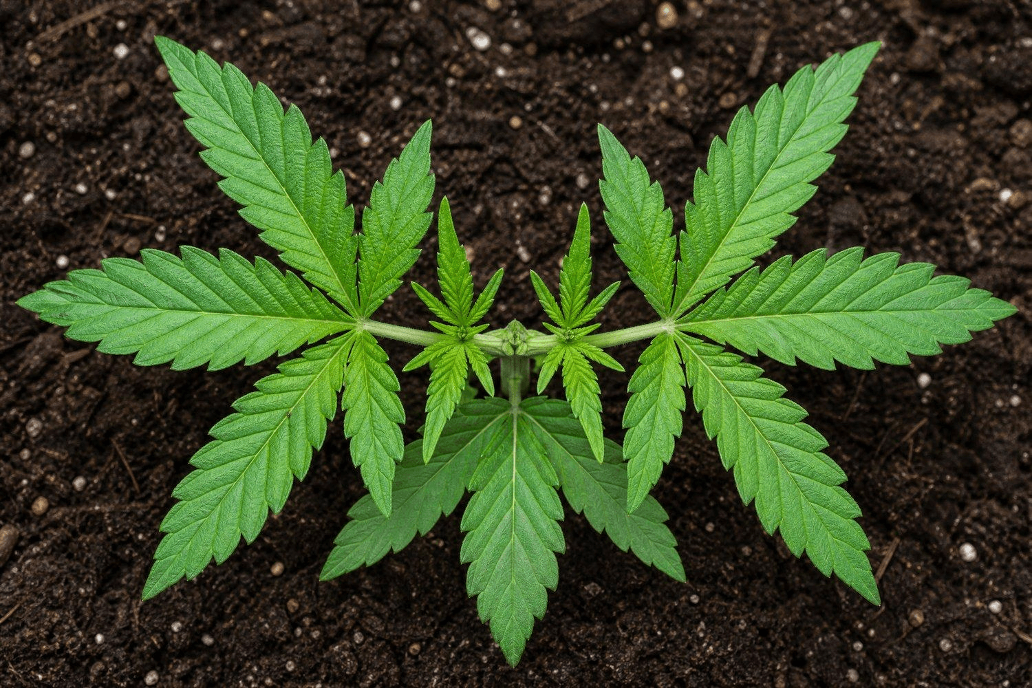 Vogelperspektive auf eine junge Cannabispflanze nach dem Topping – zwei symmetrisch herauswachsende Haupttriebe spiegeln sich gegenüber