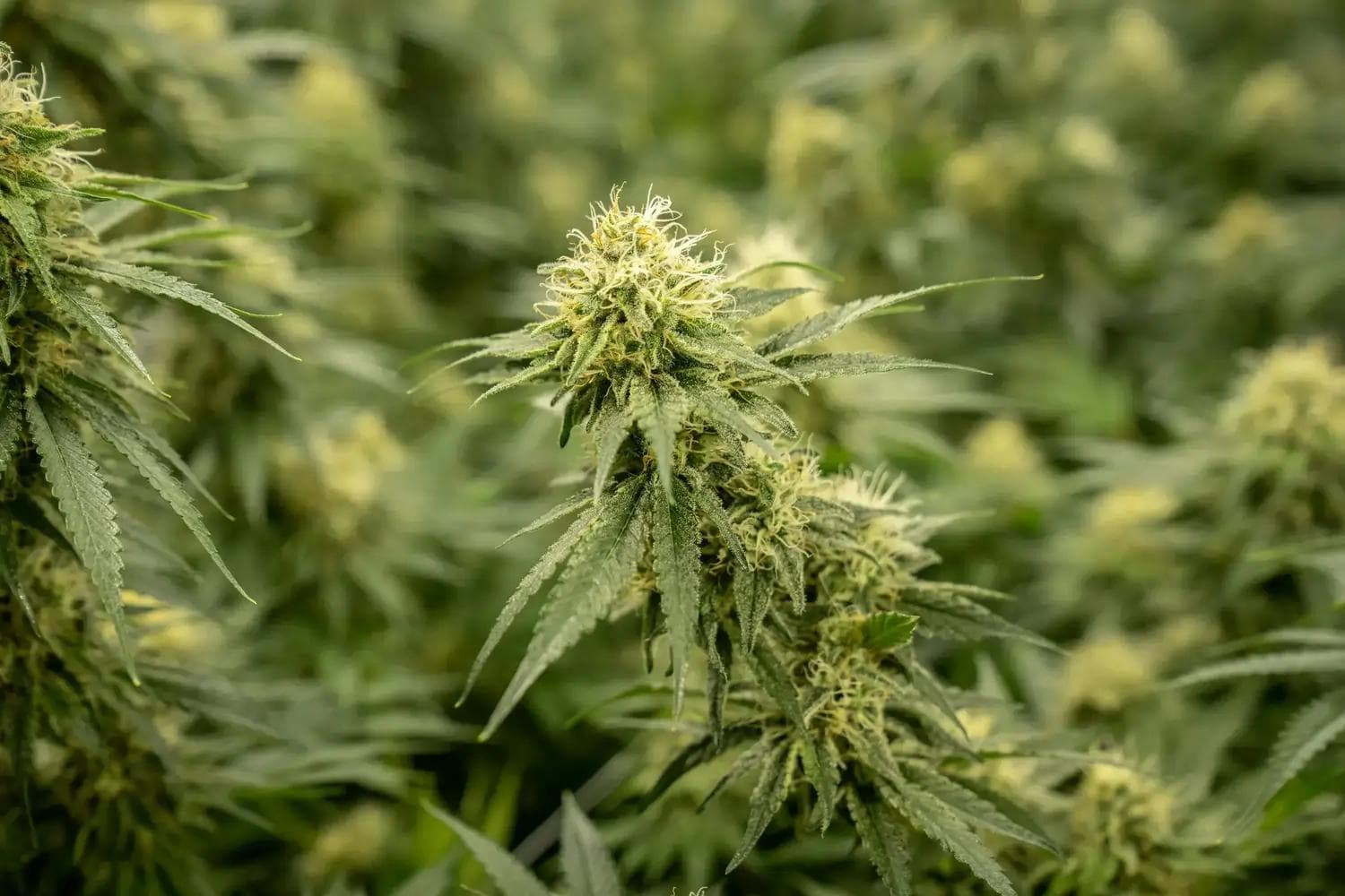 Nahaufnahme einer Cannabisblüte mit harzigen Trichomen und gezackten grünen Blättern