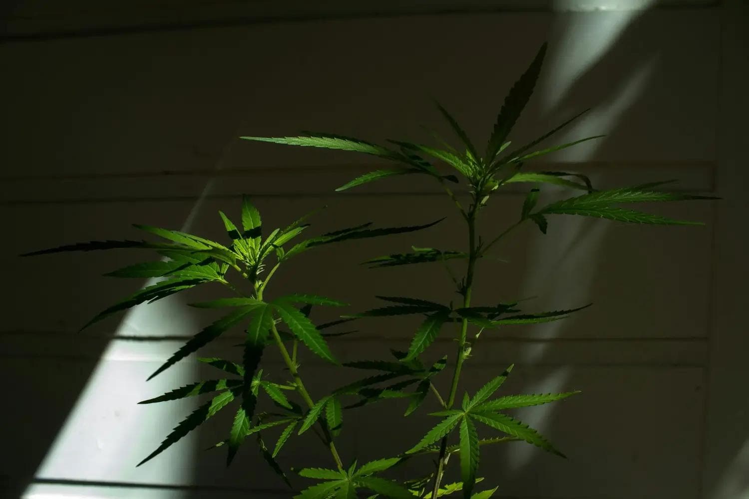 Cannabispflanze mit schmalen, gezackten Blättern im Lichtkegel vor dunkler Wand