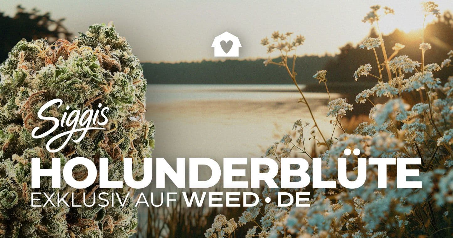 Siggies Holunderblüte Strain Sido