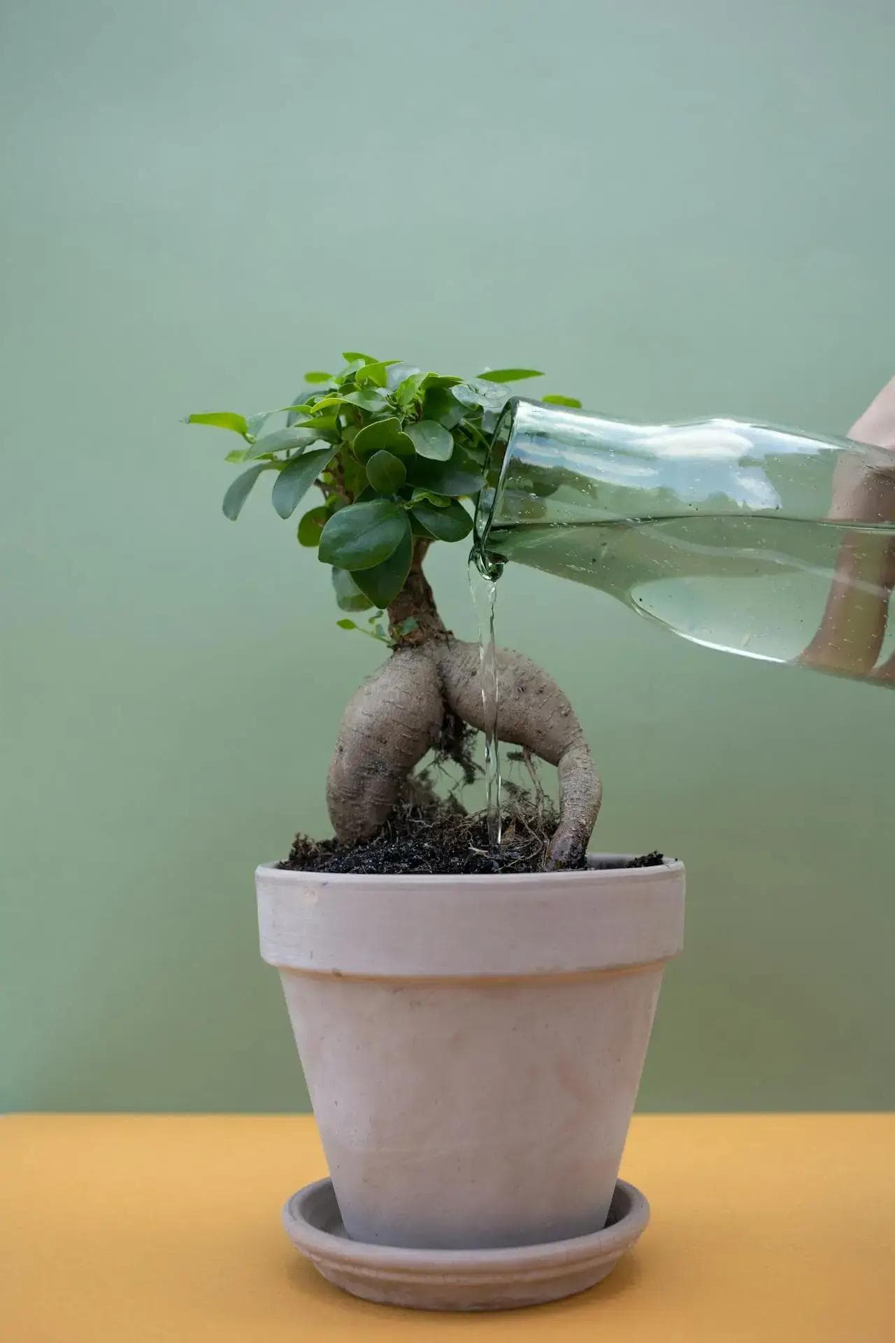 Hand gießt Wasser aus Glasflasche in Topf mit Ginseng-Bonsai
