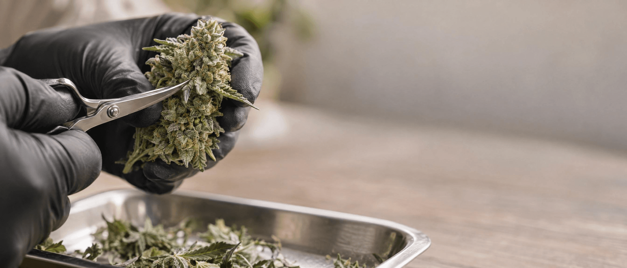 Mit schwarzen Handschuhen hält eine Person eine Cannabisblüte und kürzt vorsichtig Zuckerblätter mit einer kleinen Trimmschere.