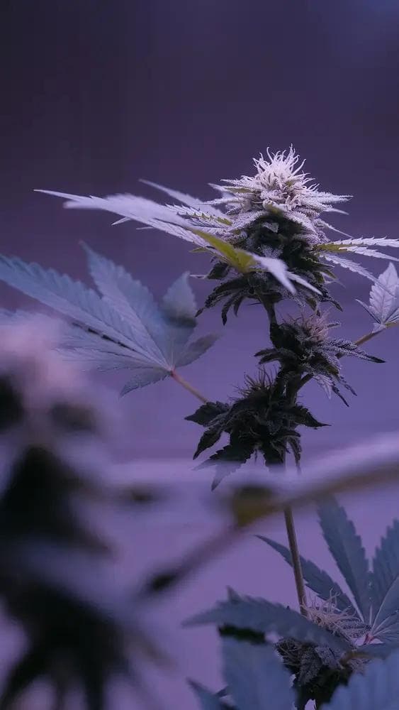 Nahaufnahme blühender Cannabispflanze mit harzigen Trichomen und violettem Licht