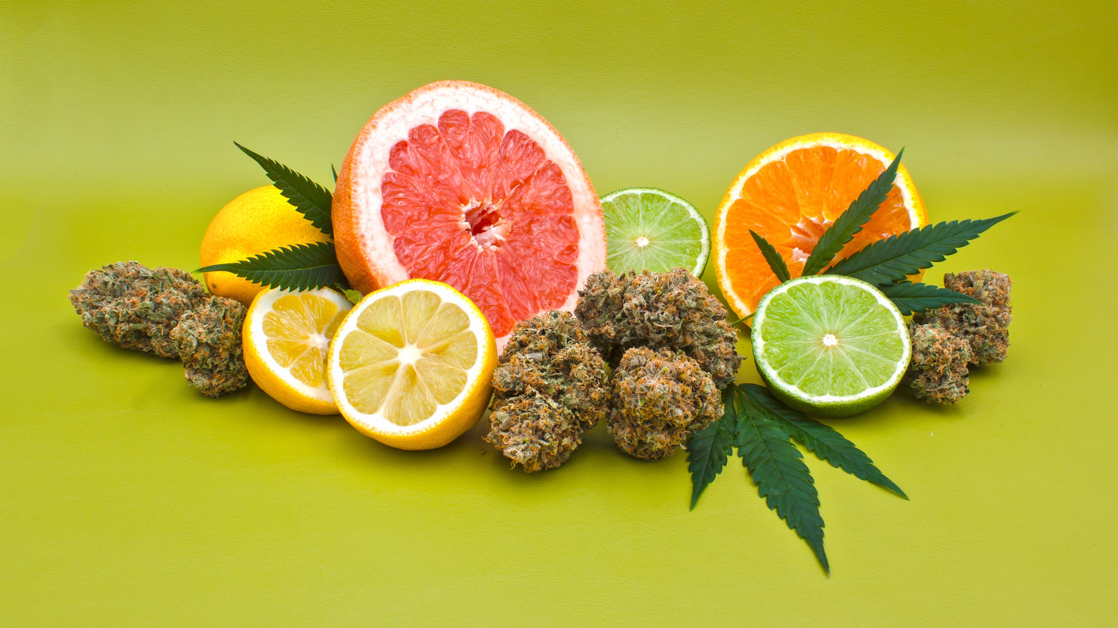 Grapefruit, Orange, Zitrone, Limette neben Cannabisblüten und Blättern auf grünem Hintergrund
