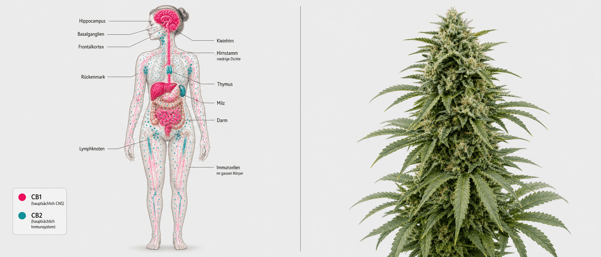 Medizinische Illustration des weiblichen Körpers mit eingezeichneten CB1- und CB2-Rezeptoren des Endocannabinoid-Systems: CB1 (pink) konzentriert sich im Gehirn – Hippocampus, Basalganglien, Frontalkortex, Kleinhirn und Hirnstamm – sowie im Rückenmark; CB2 (türkis) ist vor allem auf Immunzellen in Thymus, Milz, Darm und im gesamten Körper verteilt.