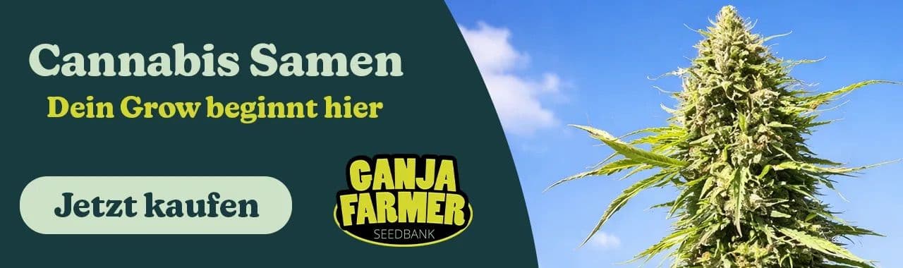 Ganja farmer cannabis grow
