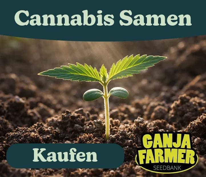 Ganja Farmer cannabis samen