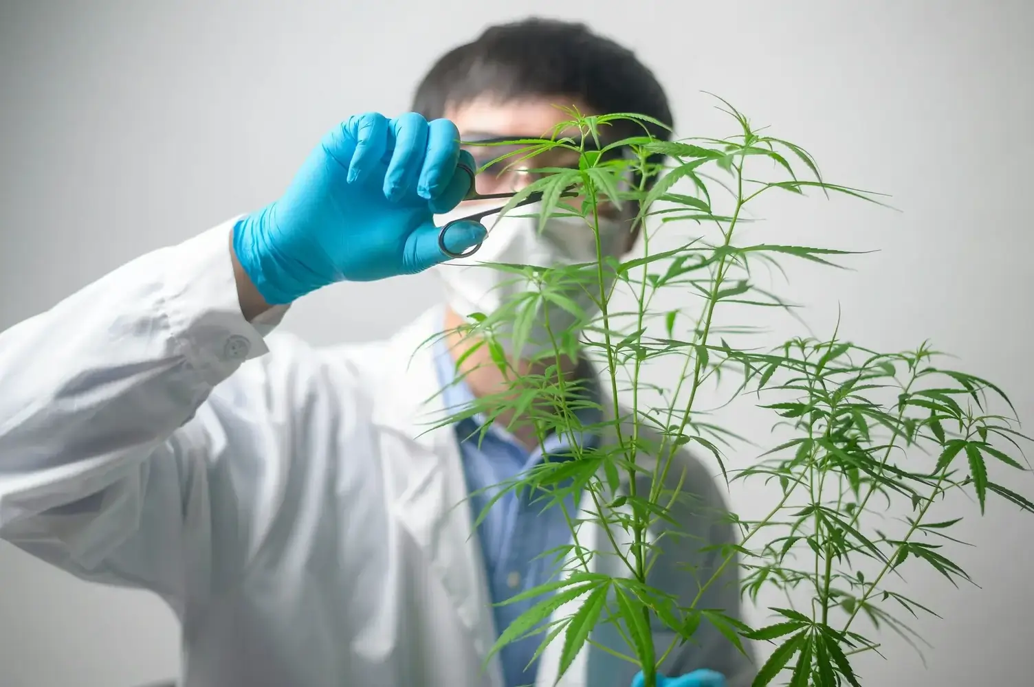 Forscher mit blauen Handschuhen prüft Cannabispflanze mit Pinzette