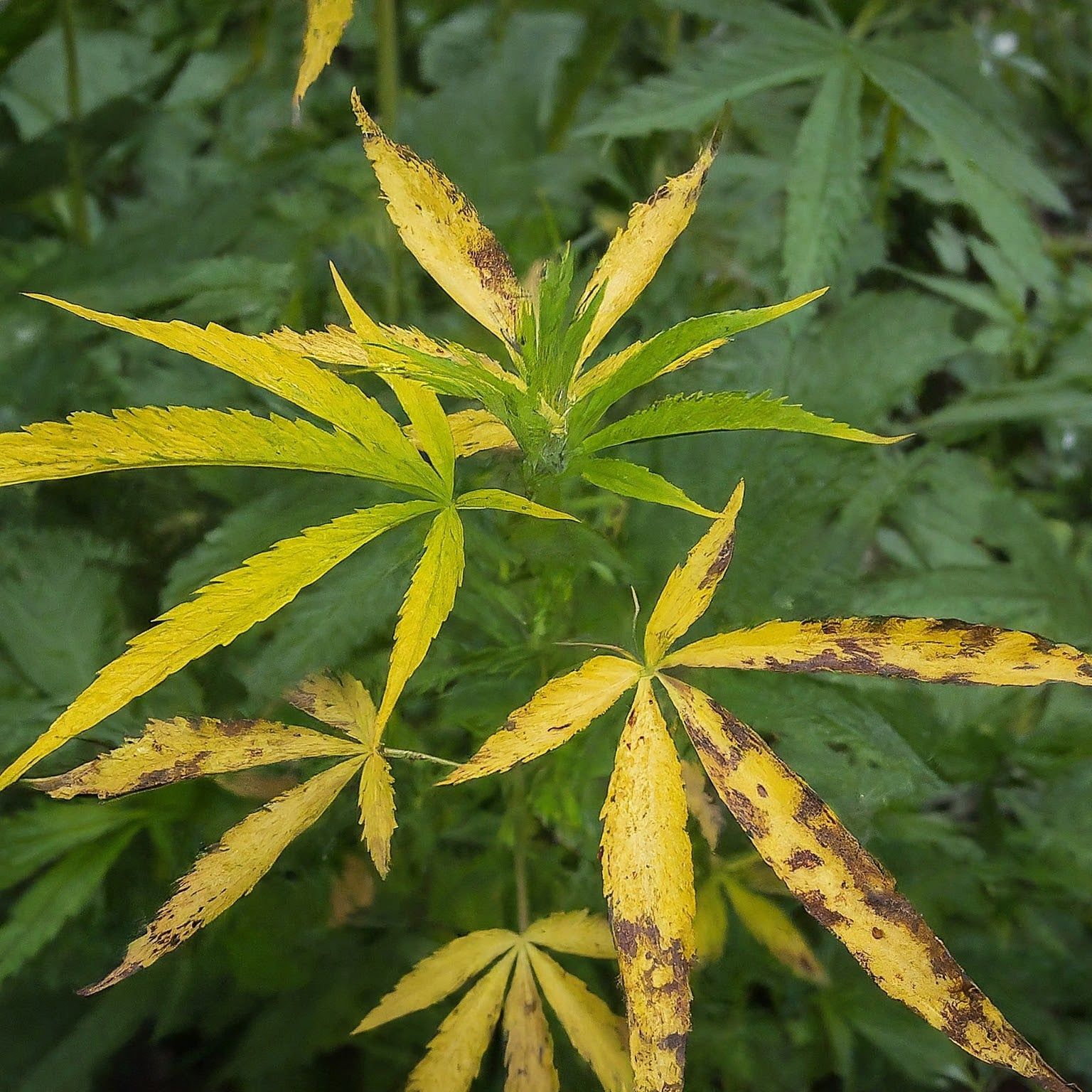 Gelbe, braun gefleckte Hanfblätter mit schmalen, gezackten Fiederblättern