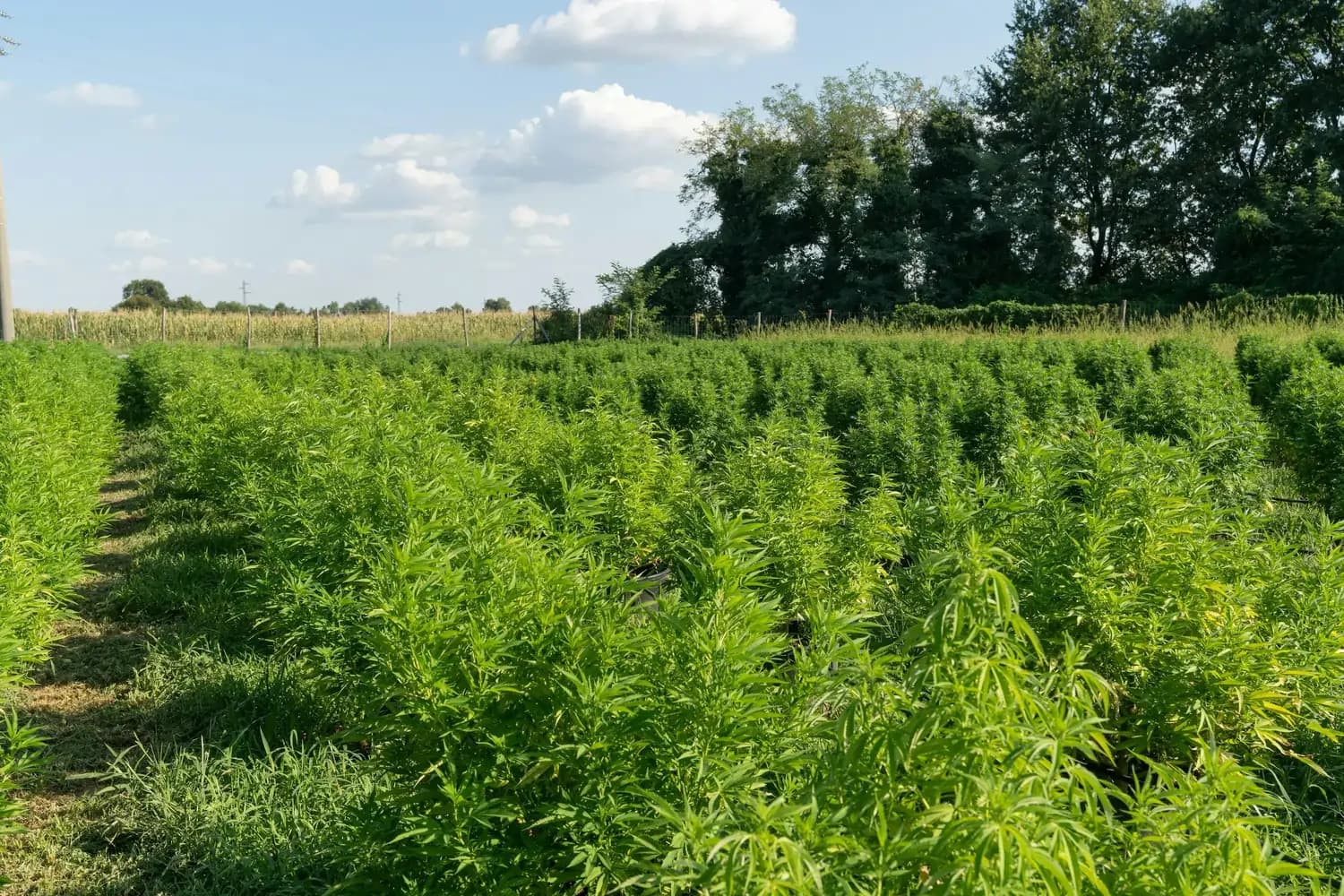 Gleichmäßige Reihen grüner Hanfpflanzen auf offenem Feld unter blauem Himmel