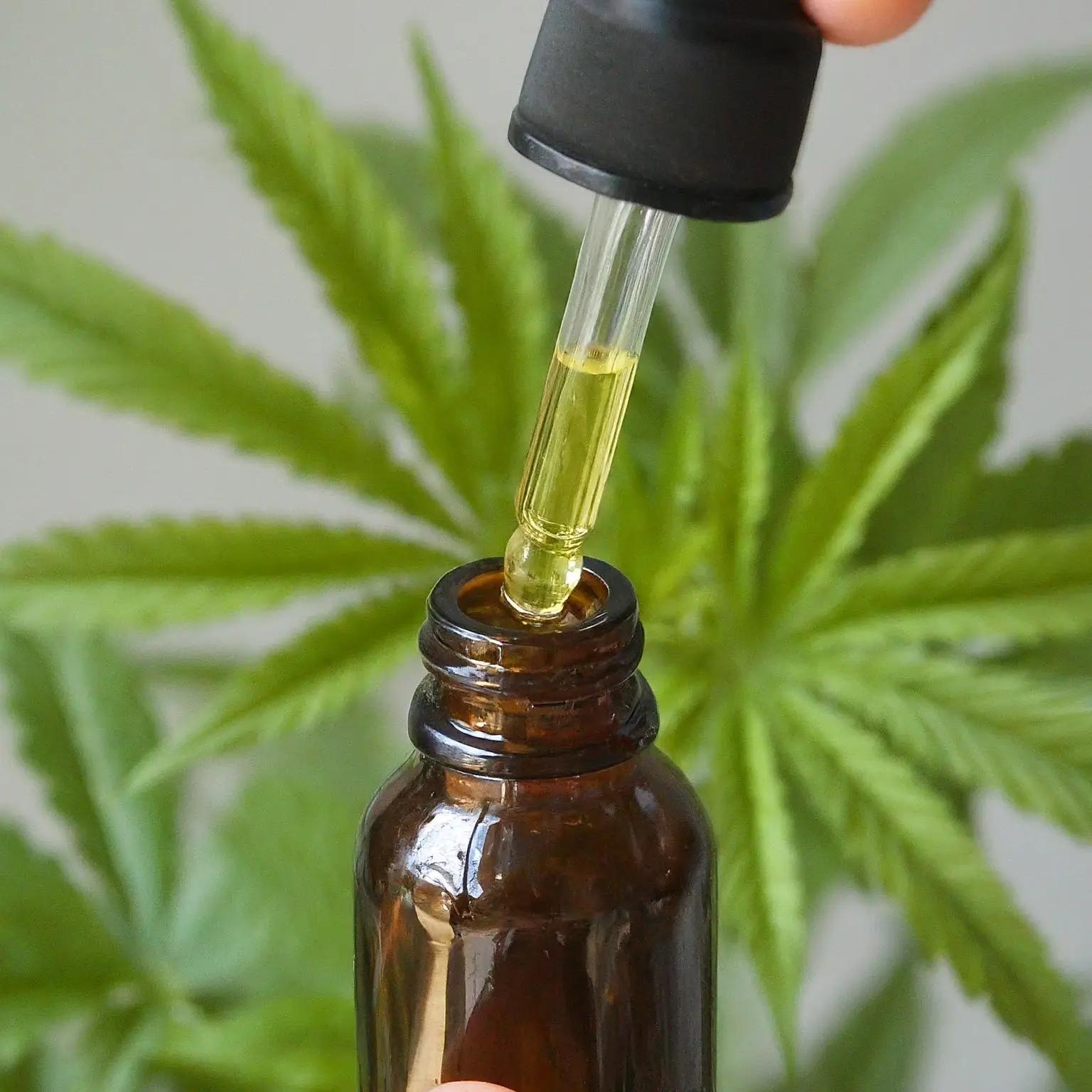 Pipette tropft gelbes Öl in Braunglasflasche vor Cannabispflanze