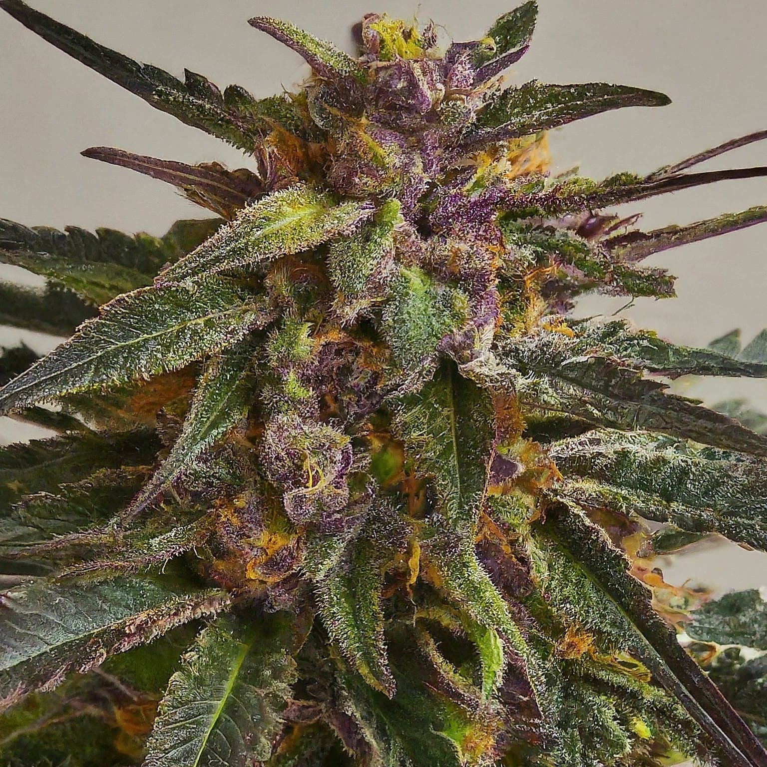 Lila Cannabisknospe mit Harz und orangefarbenen Stempeln