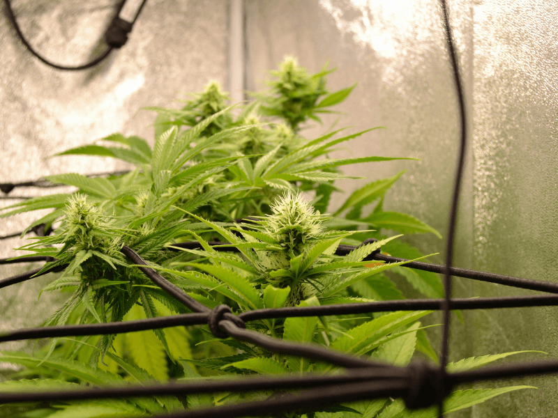 Was ist das aktuelle Problem mit dem Baurecht für Cannabis Social Clubs? Hier sieht man eine Cannabispflanze in einem Netz Mit kleinen Blüten