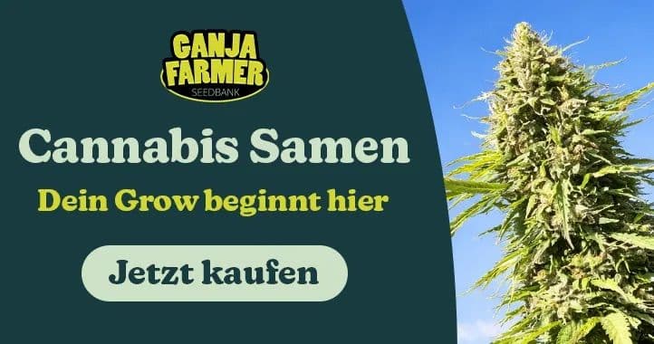 Ganja farmer cannabis grow