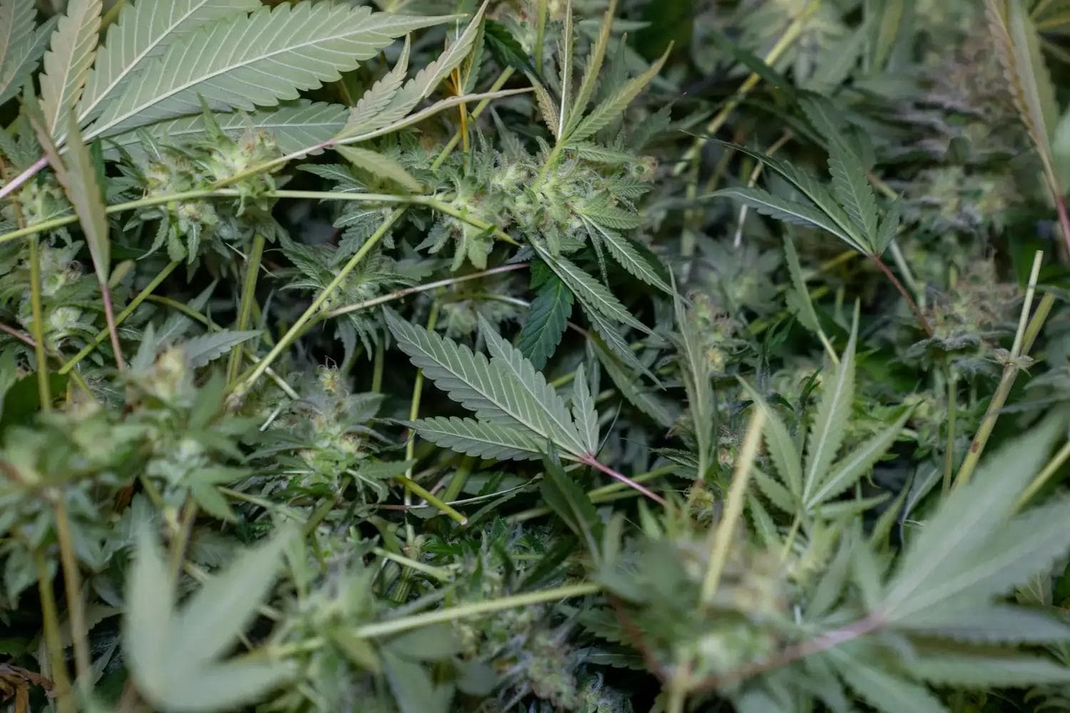 Nahaufnahme grüner Cannabisblätter und harziger Blüten mit feinen Trichomen