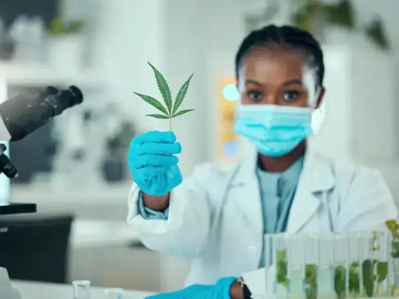 Laborfachkraft mit Maske und Handschuhen hält Hanfblatt vor Mikroskop