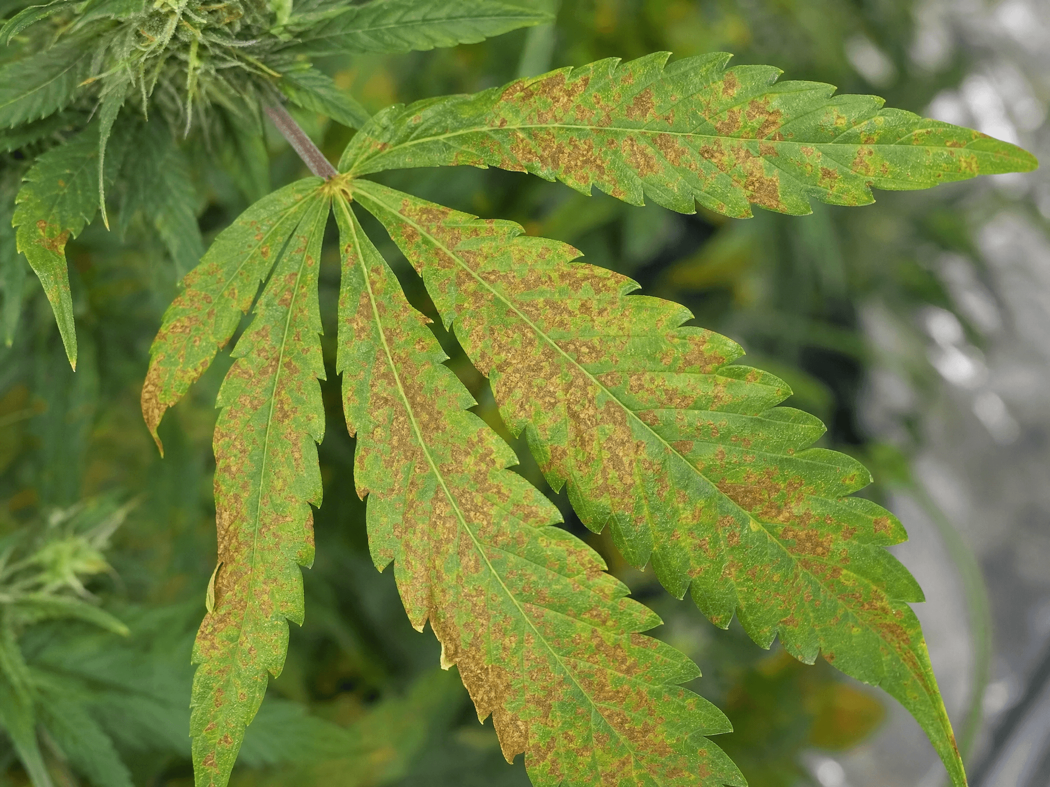 Cannabisblatt mit Kalciummangel