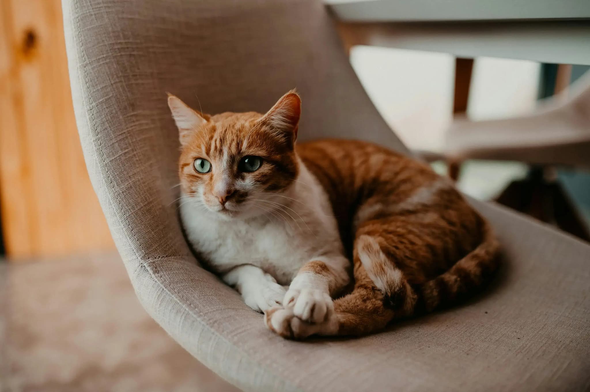 rot-weiße Katze liegt entspannt auf beigem Stuhl, grüne Augen