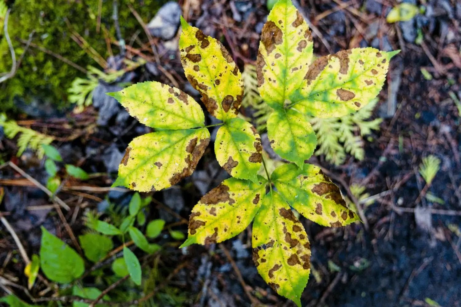 Junge Pflanze mit fünf Blättern, gelb verfärbt, braune Flecken