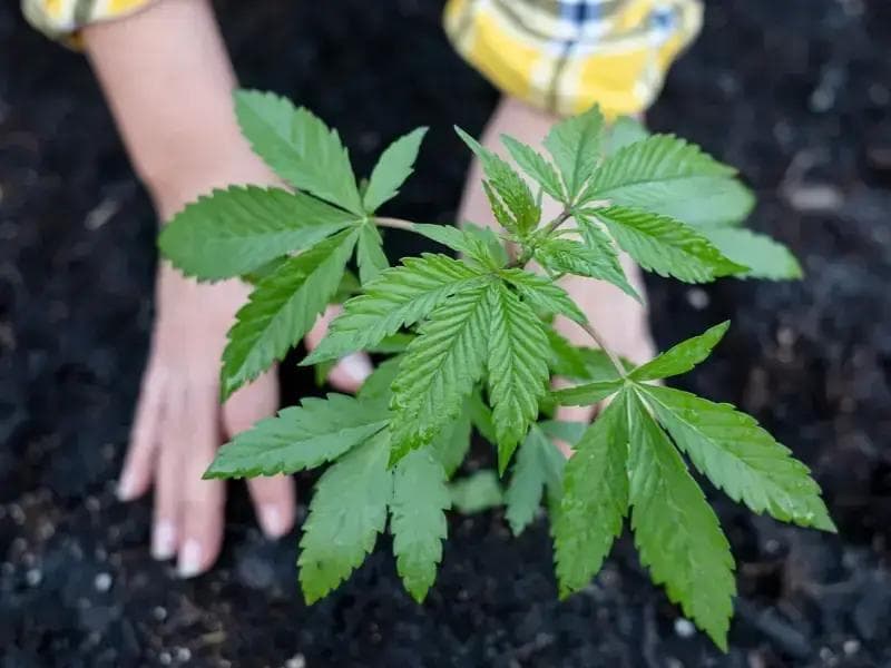 Eine junge Cannabispflanze im Garten angebaut – der richtige Start ist entscheidend für eine erfolgreiche Ernte.
