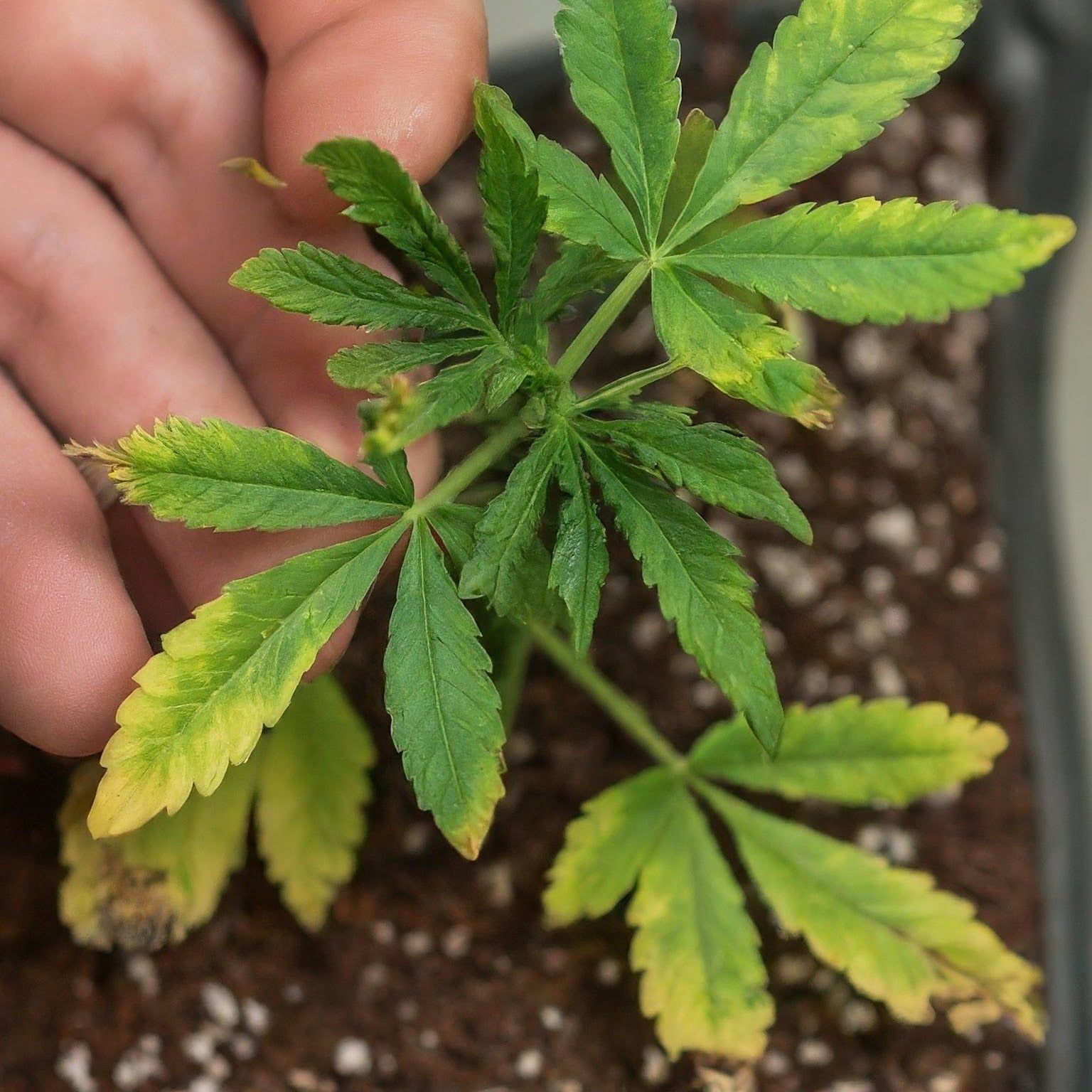 Junge Cannabispflanze mit gelben Blattspitzen und randvergilbung