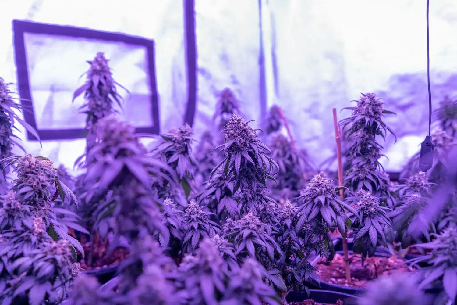 Blühende Cannabispflanzen in Zelt unter violettem LED-Licht