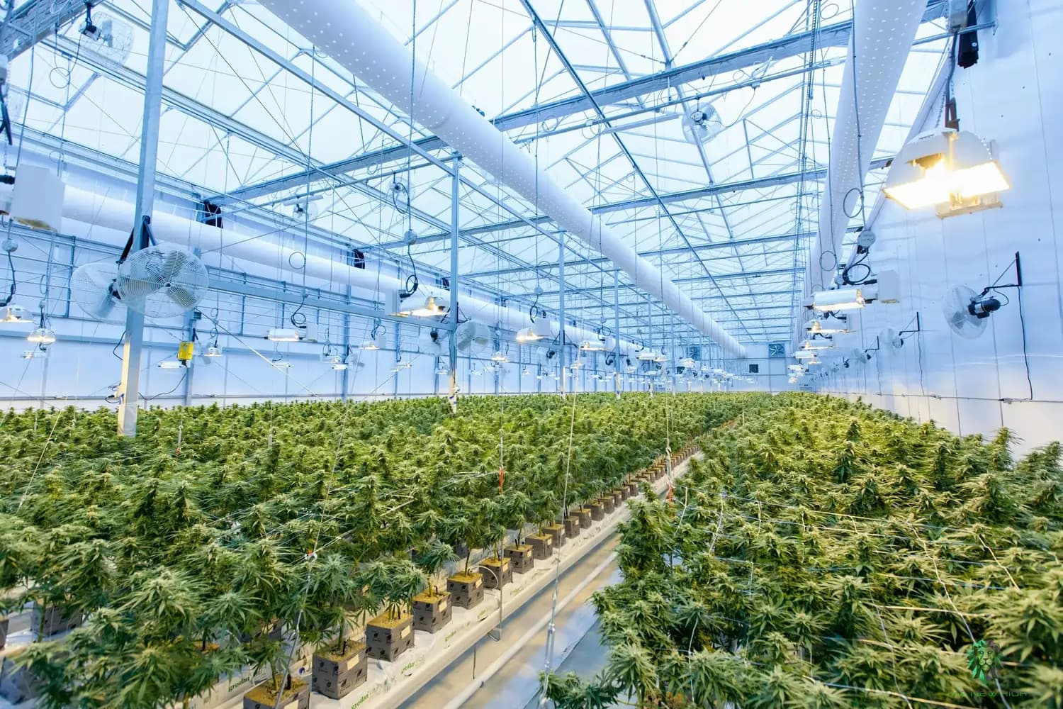 Großes Indoor-Gewächshaus mit Reihen blühender Cannabispflanzen und künstlicher Beleuchtung