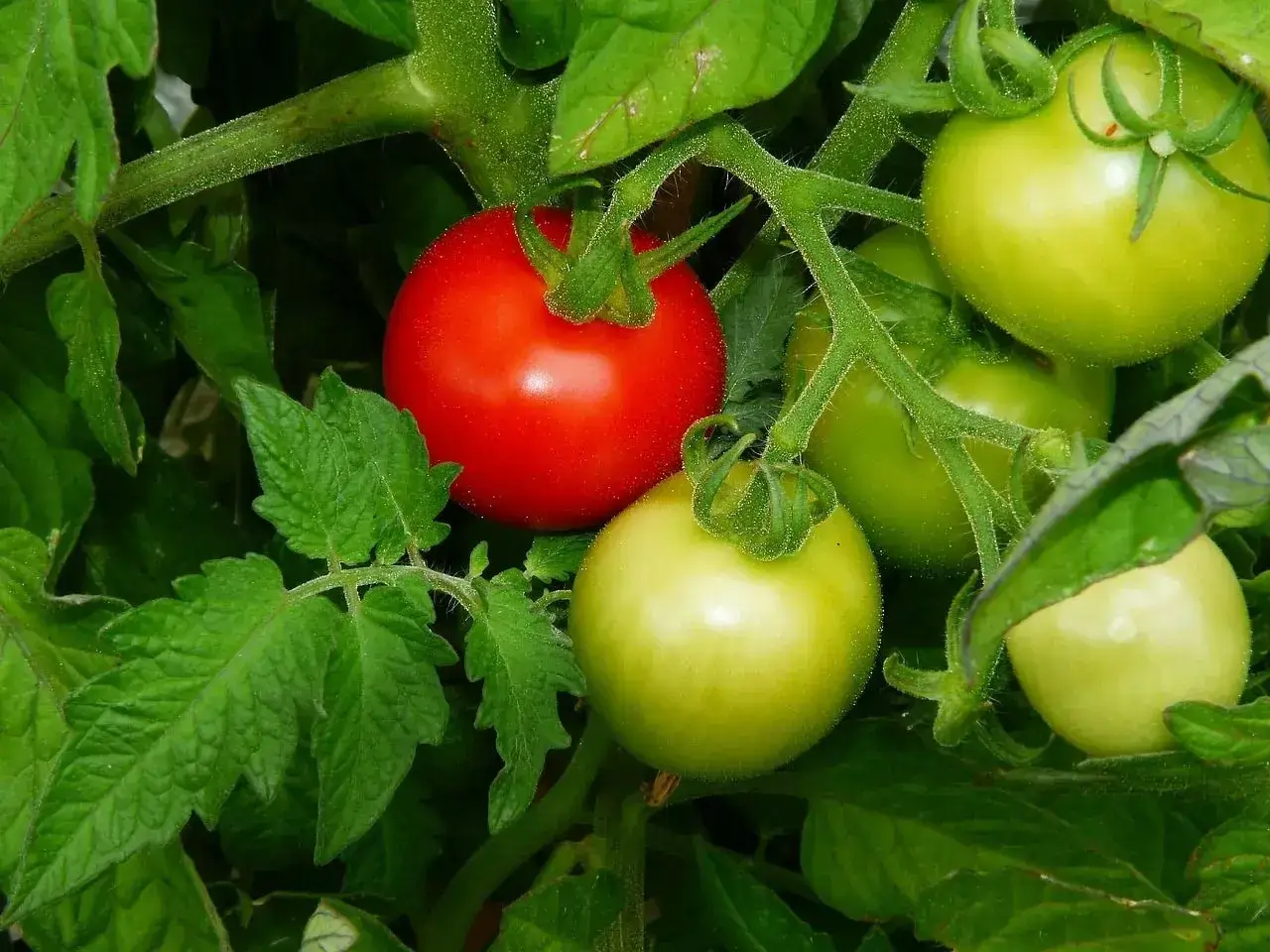 Rote und grüne Tomaten am Stängel, umgeben von Blättern