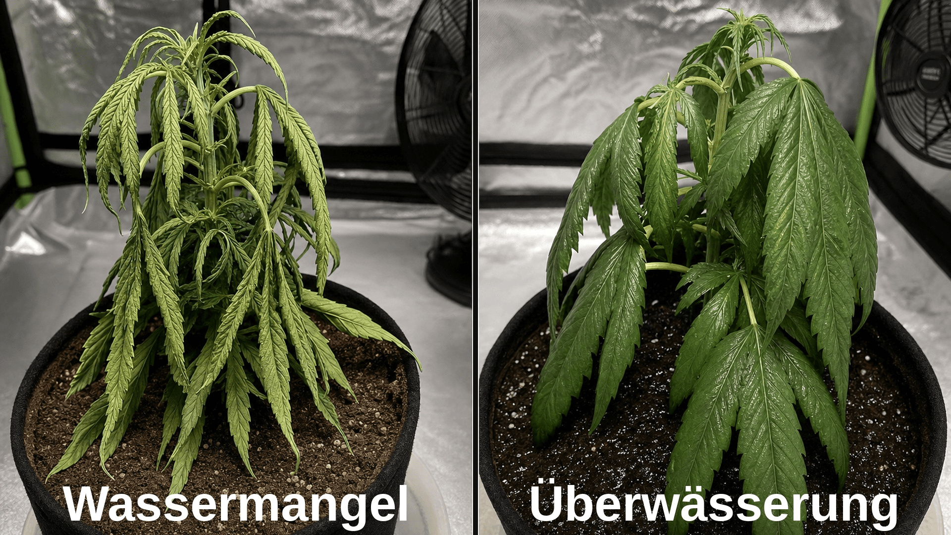Links Wassermangel mit welken, papierartig dünnen Blättern und trockenem Substrat. Rechts Überwässerung mit prallen, schweren Blättern trotz ähnlicher Hängehaltung. Der Unterschied liegt im Blattgefühl und im Topfgewicht.