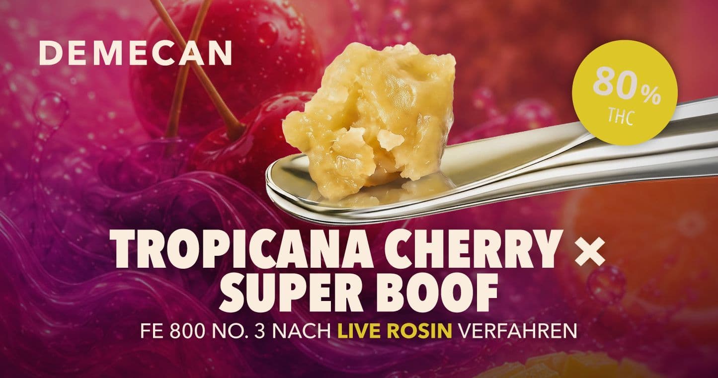 Demecan live rosin deutschland tropicana cherry x super boof FE 800